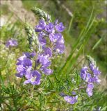 Veronica capsellicarpa. Верхушки цветущих растений. Черноморское побережье Кавказа, Новороссийск, окр. мыса Шесхарис, шибляк. 1 мая 2009 г.