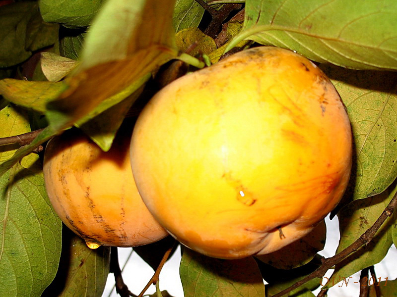 Image of Diospyros kaki specimen.
