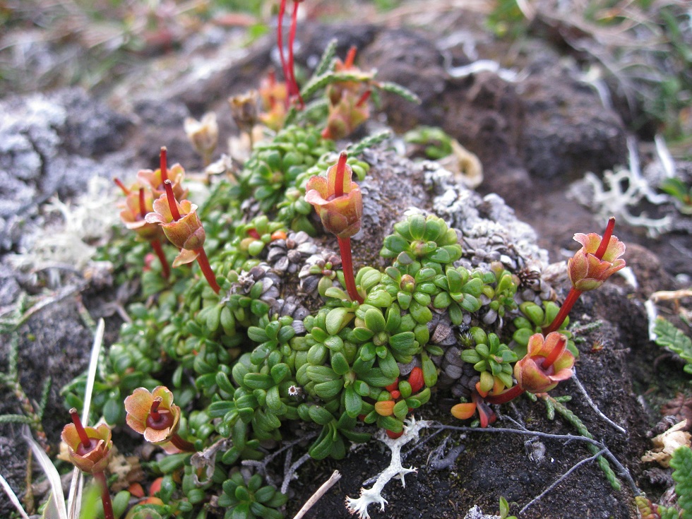 Image of Diapensia obovata specimen.