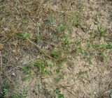 Astragalus filicaulis. Цветущее и плодоносящее растение. Копетдаг, Чули. Май 2011 г.