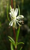 Silene tatarica. Цветок. Украина, Днепропетровск. 01.08.2008.