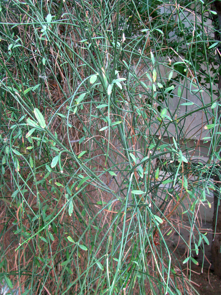Image of Spartium junceum specimen.