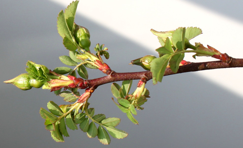 Image of Rosa xanthina specimen.