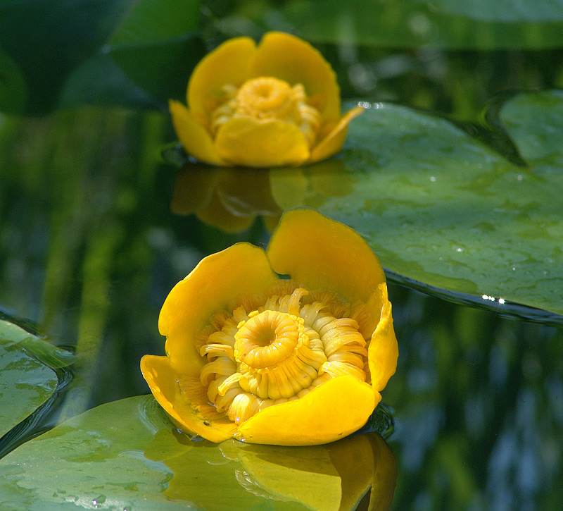 Image of Nuphar lutea specimen.