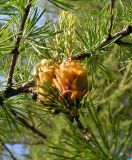 Larix cajanderi