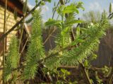 Salix gmelinii