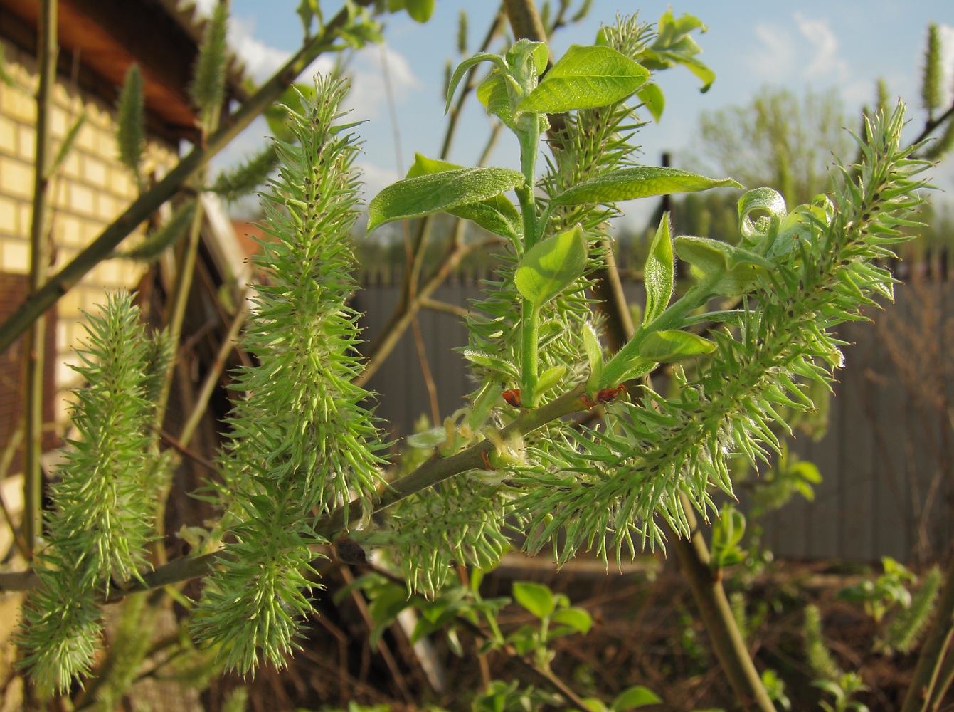 Изображение особи Salix gmelinii.