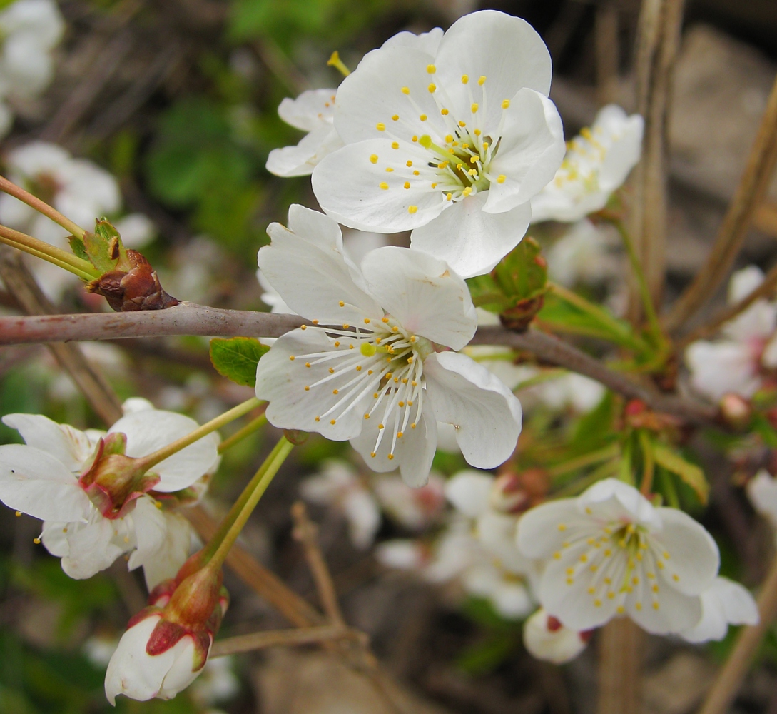 Изображение особи Cerasus vulgaris.