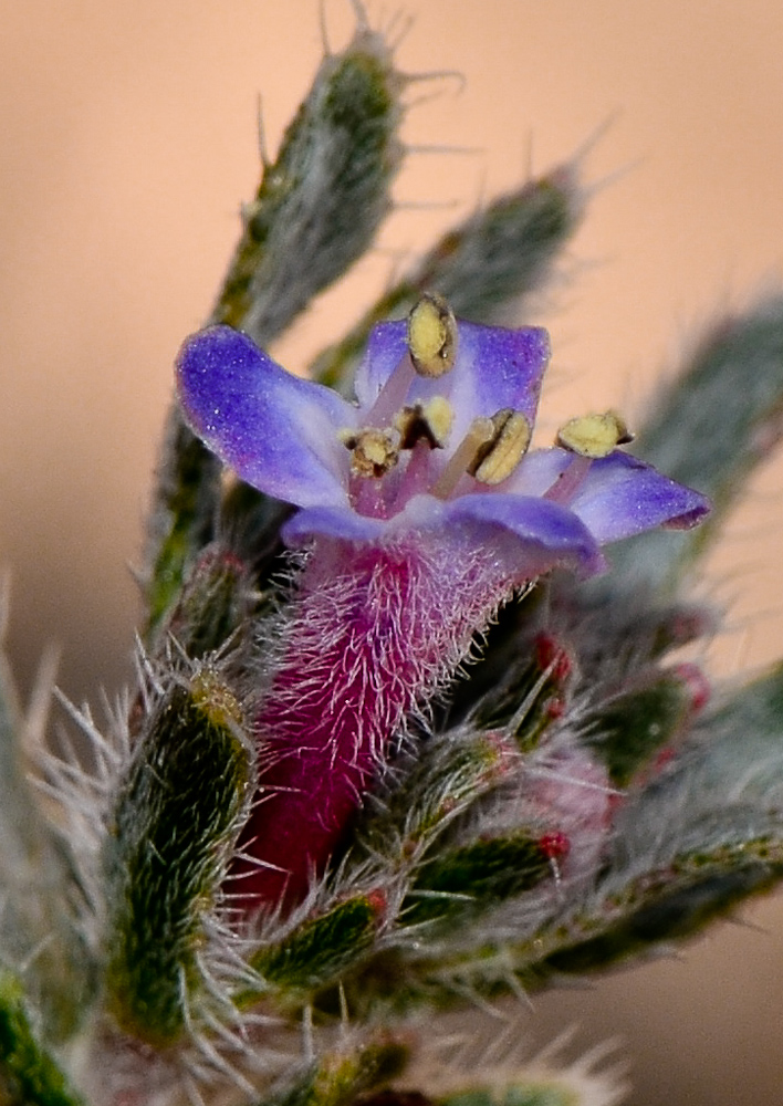 Изображение особи Moltkiopsis ciliata.