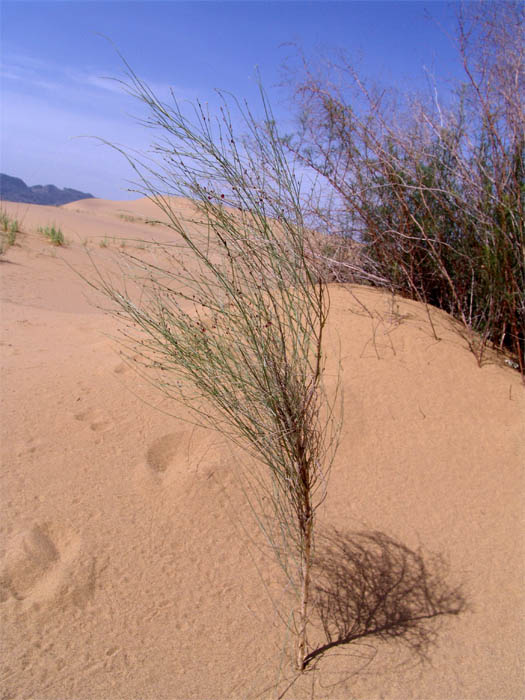 Image of Eremosparton aphyllum specimen.