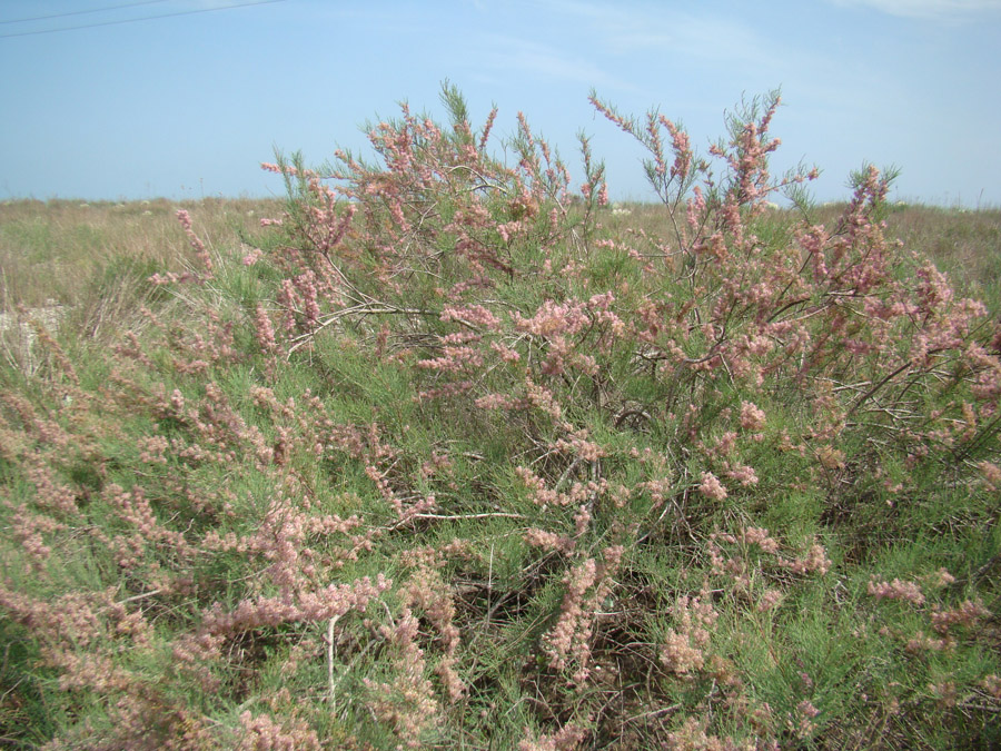 Image of Tamarix gracilis specimen.