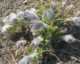 Pulsatilla vulgaris