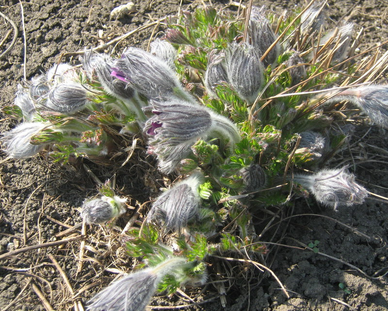 Изображение особи Pulsatilla vulgaris.