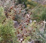 Veronica filifolia