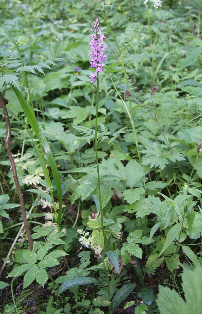 Изображение особи Dactylorhiza fuchsii.