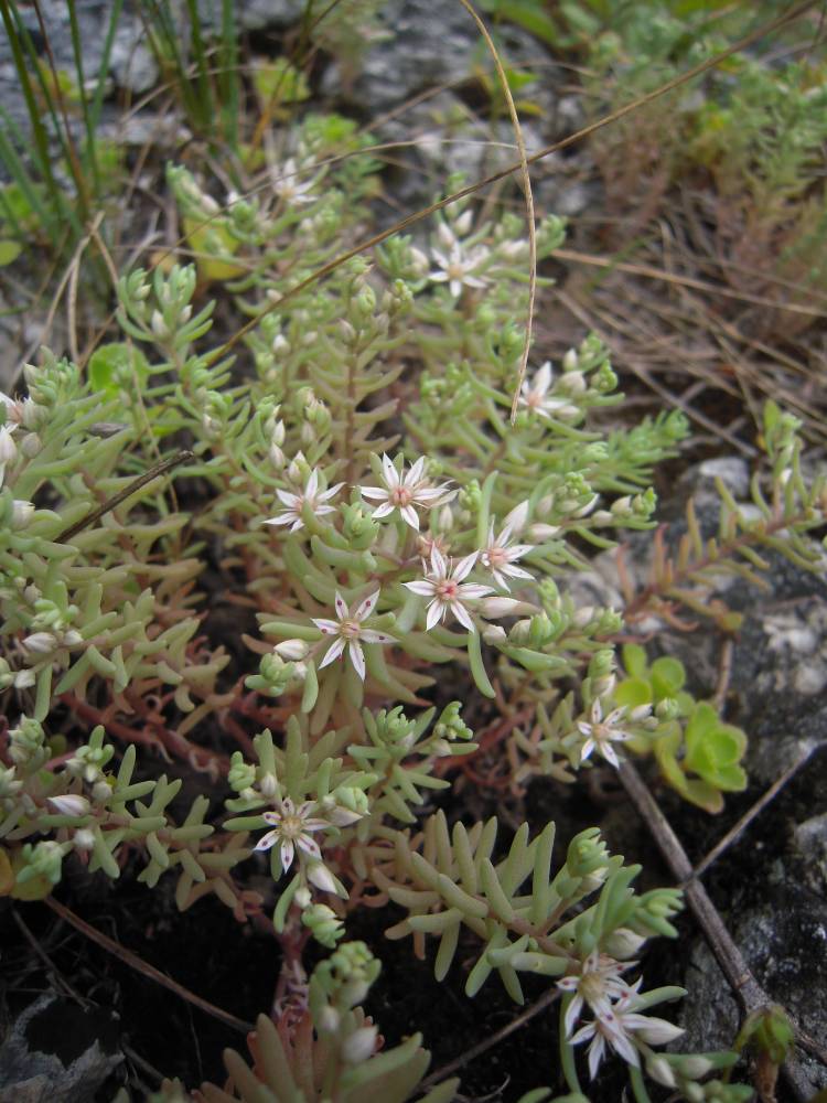 Изображение особи Sedum hispanicum.