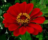 Zinnia elegans