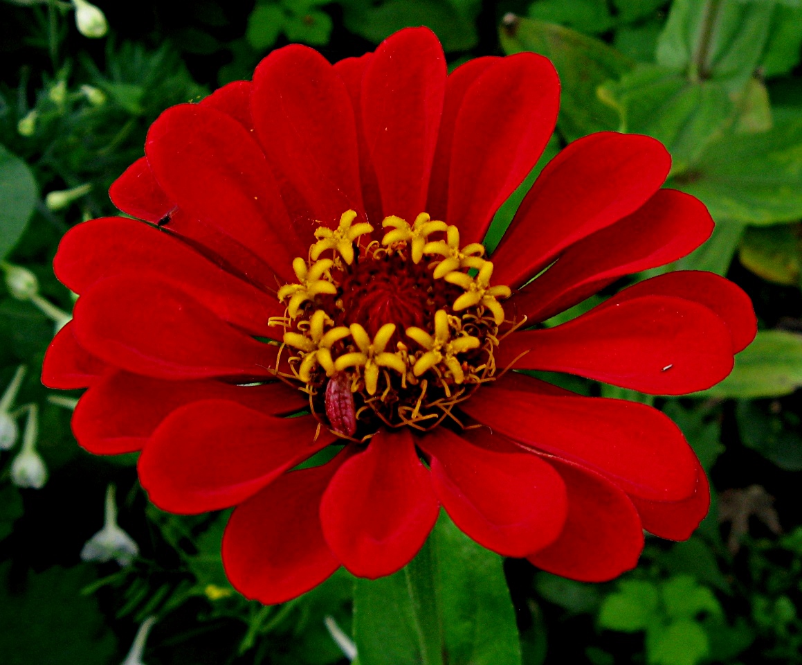 Изображение особи Zinnia elegans.