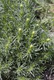 род Galium. Побеги с соцветиями. Южный Казахстан, хр. Боролдайтау, гора Нурбай; 1050 м н.у.м. 23.04.2012.