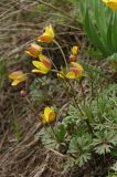 Anemone almaatensis