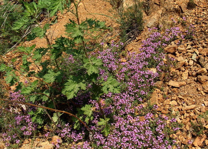 Изображение особи Thymus minussinensis.