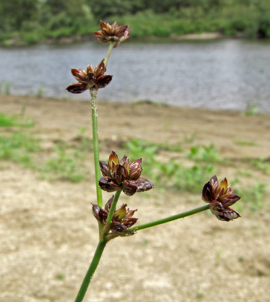 Изображение особи Juncus articulatus.