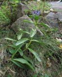 Gentiana cruciata