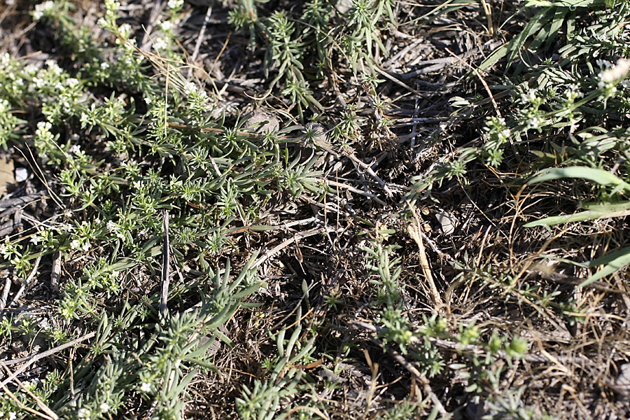 Image of Galium humifusum specimen.