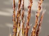 Miscanthus sinensis. Средняя часть соцветия-метёлки. Германия, г. Кемпен, в парке. 10.09.2012.