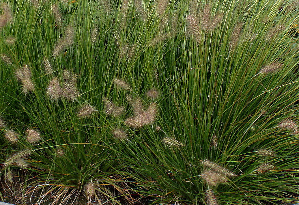 Image of Pennisetum alopecuroides specimen.