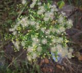 Conyza canadensis. Верхушка цветущего и плодоносящего растения. Курская обл., Железногорский р-н, берег р. Свапа, дер. Ратманово. 14 августа 2007 г.