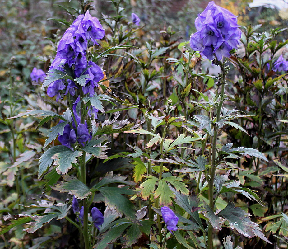 Image of genus Aconitum specimen.