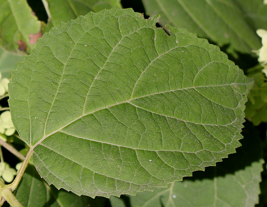 Изображение особи Hydrangea arborescens.