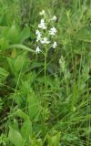 Habenaria linearifolia. Цветущее растение. Приморье, Сихотэ-Алинь, устье р. Джигитовка, влажный луг. 04.08.2012.
