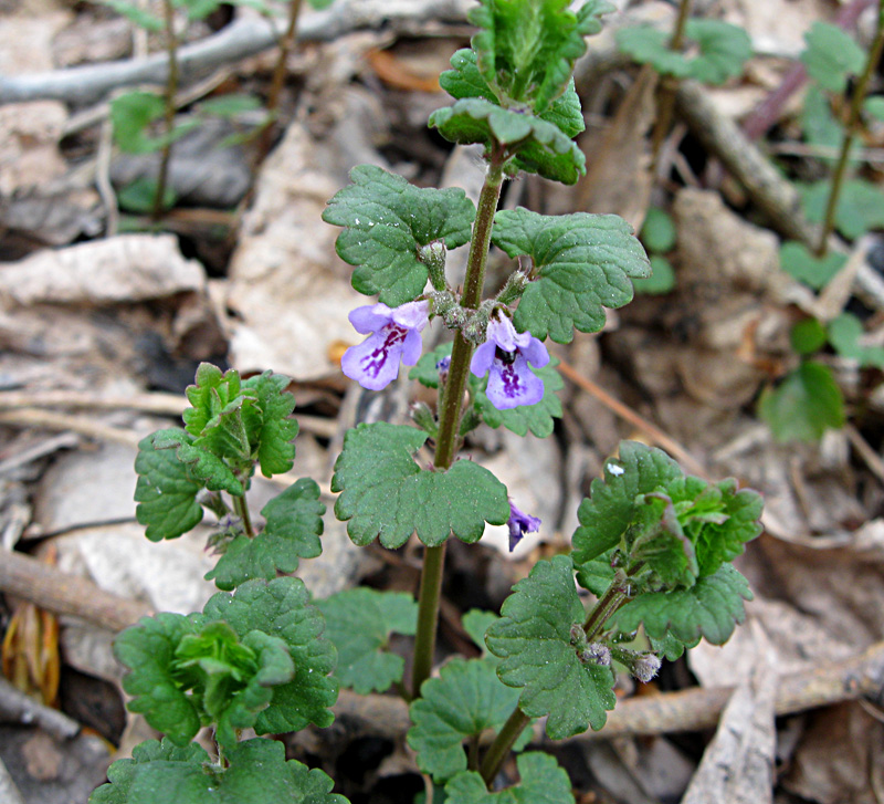 Image of Glechoma hederacea specimen.