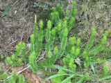 Lycopodium annotinum. Спороносящие растения. Хабаровский край, Амурские столбы. 22.07.2012.