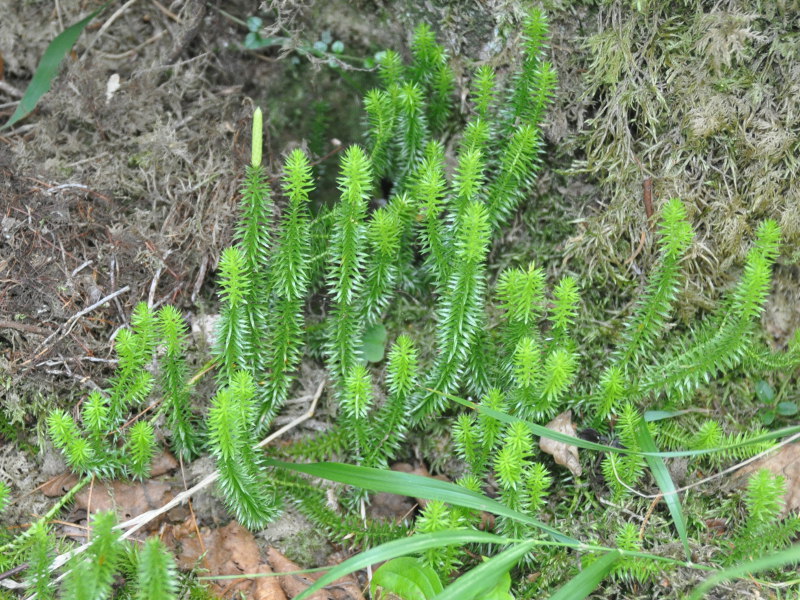 Изображение особи Lycopodium annotinum.