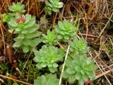 Rhodiola integrifolia