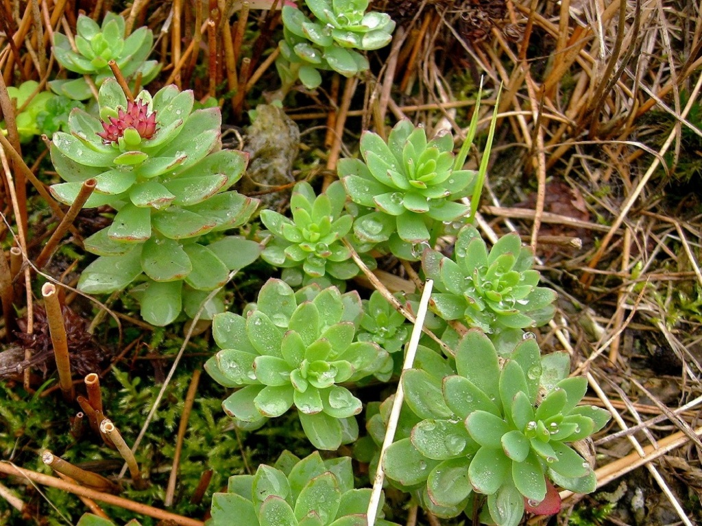 Изображение особи Rhodiola integrifolia.