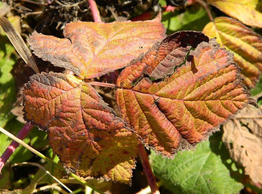 Изображение особи Rubus caesius.