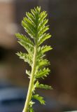 Tanacetum vulgare. Верхний лист молодого побега. Германия, г. Кемпен, на открытом балконе. 18.02.2013.