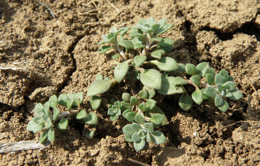 Изображение особи Alyssum alyssoides.