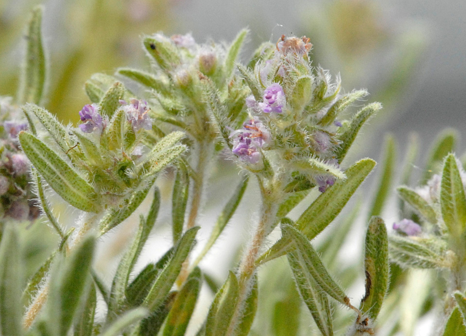 Изображение особи род Thymus.