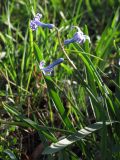 Hyacinthus orientalis. Цветущее растение. Крым, Севастополь, Троицкая балка. 5 апреля 2012 г.