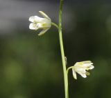 Image of taxon representative. Author is Роланд Цандекидис