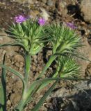 Dianthus pseudarmeria. Верхушка цветущего растения с гусеницей совки. Крым, Карадагский заповедник, Береговой хребет, степной склон. 14 мая 2013 г.