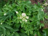 Astrantia major. Цветущее растение. Москва, Ботанический сад МГУ. Конец июня.