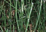 Equisetum hyemale