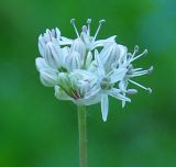 Allium tulipifolium