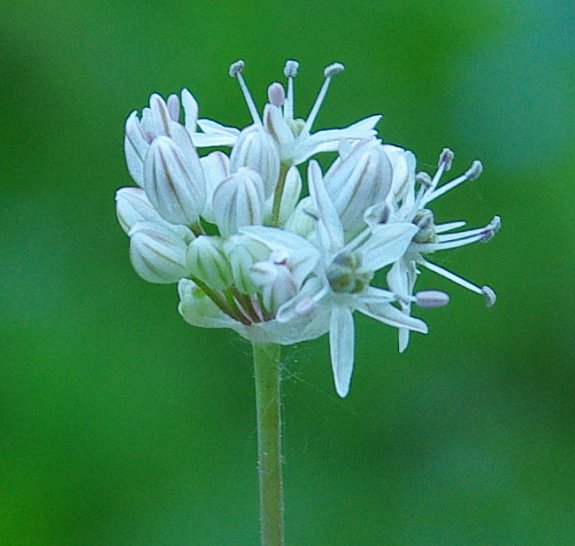 Изображение особи Allium tulipifolium.